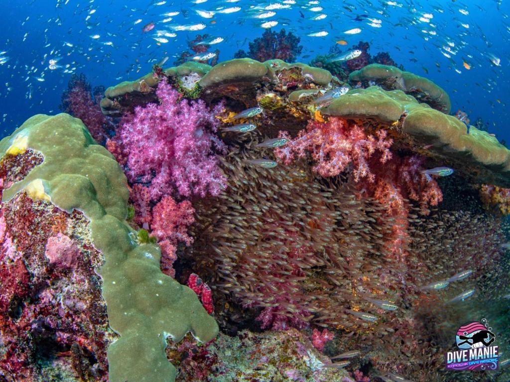 Khaolak Dive Resort خاو لاك المظهر الخارجي الصورة