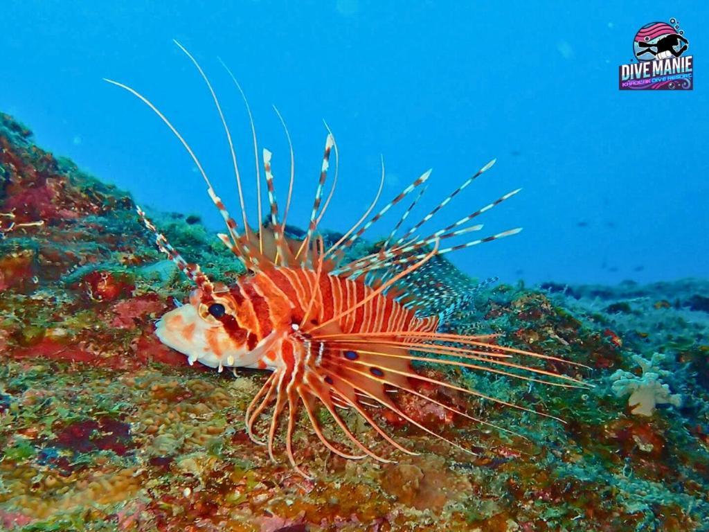 Khaolak Dive Resort خاو لاك المظهر الخارجي الصورة
